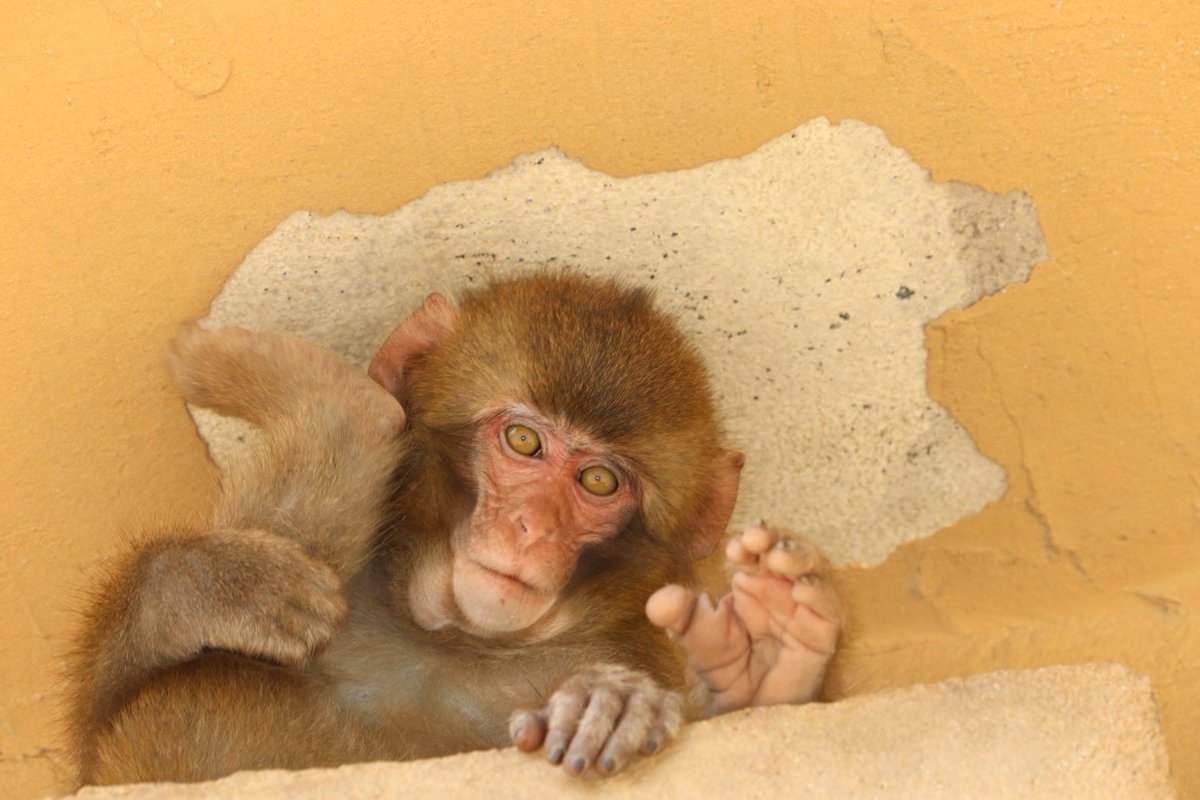 MonkeyBay5's tweet photo. #波勝崎モンキーベイ　
【2026年9月25日モンキーベイ🌊猿予報🐒】
本日:開園　
天気:晴れ☀️微風🌬️
猿:猿が数頭います🐒
この後は群れも降りてきそうです。
#ニホンザル　#南伊豆　#野生猿　
#japanesemonkey #izu #wildmonkey https://t.co/CEaMt6RLSv