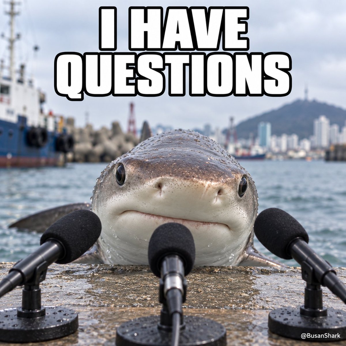 BusanShark's tweet photo. @cmulaGS @Buying_GF_10k "Selling sharks" hits different for me 🦈 https://t.co/xisMebXj1Q