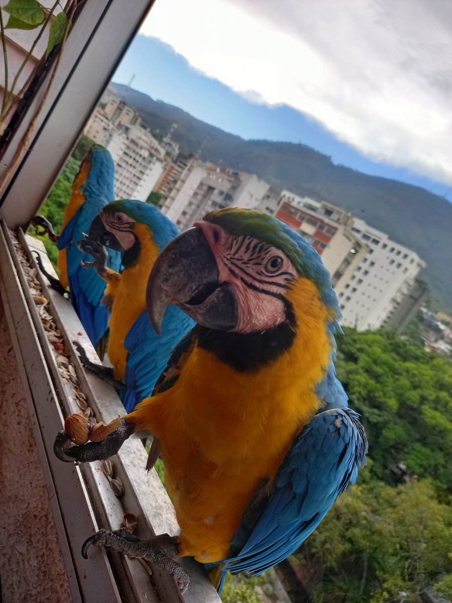 karelisjvc's tweet photo. 🪶Ellos se van (Saturno y Lucero), permanezco en la ventana y vienen directo a su Guaquis Restaurant...🥳
🦜Las trillizas
🪶Con gran algarabía 😅😏
⤵️ 4
#macaw #guacamaya #photo #landscape #sky #animalLovers #pics #pictures #fotos #cute #love #24Sep #photographie https://t.co/xVTaU5iYU0