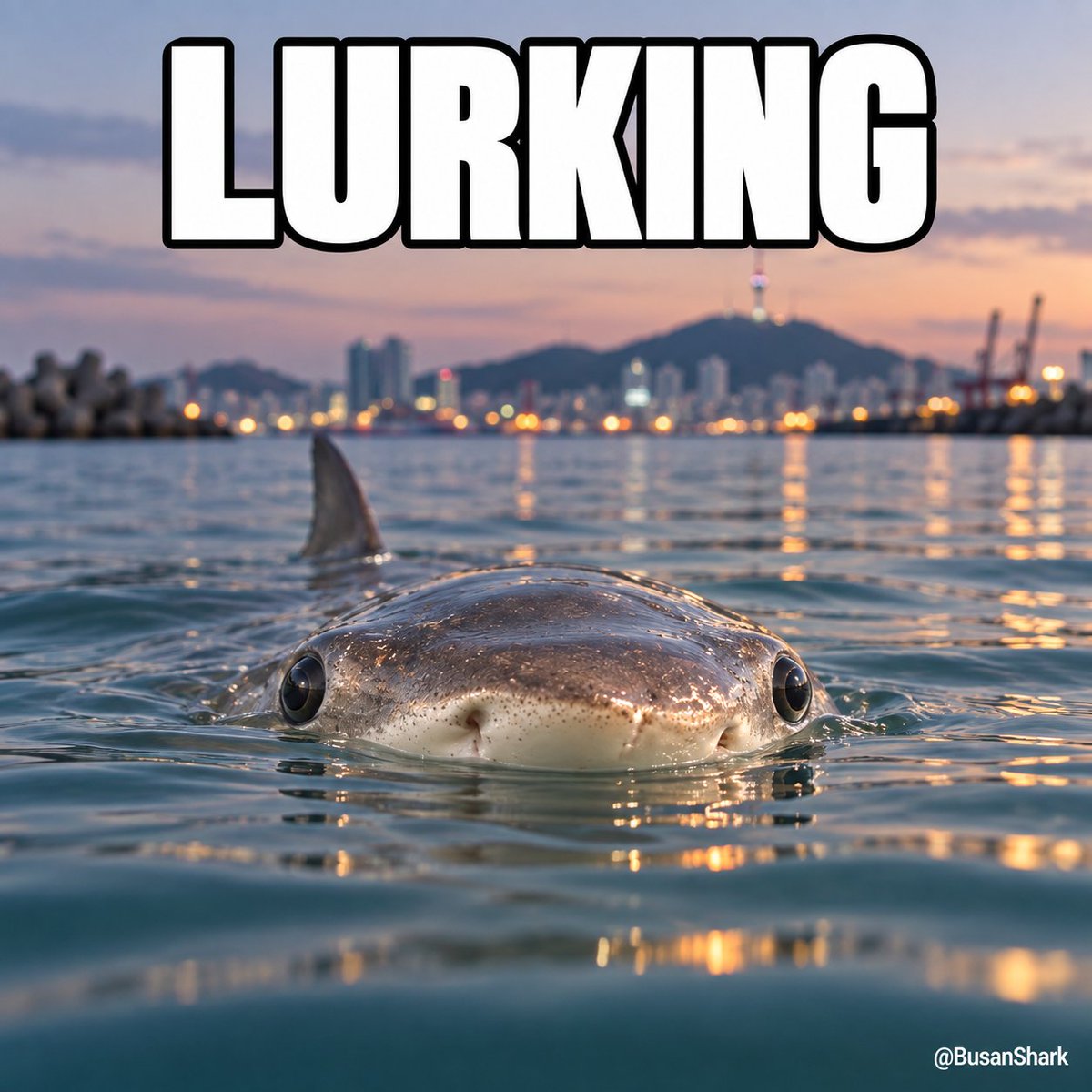 BusanShark's tweet photo. @_brainsofweb3 Sharks work the 12AM shift 🦈 https://t.co/Xn5bBNrBOW
