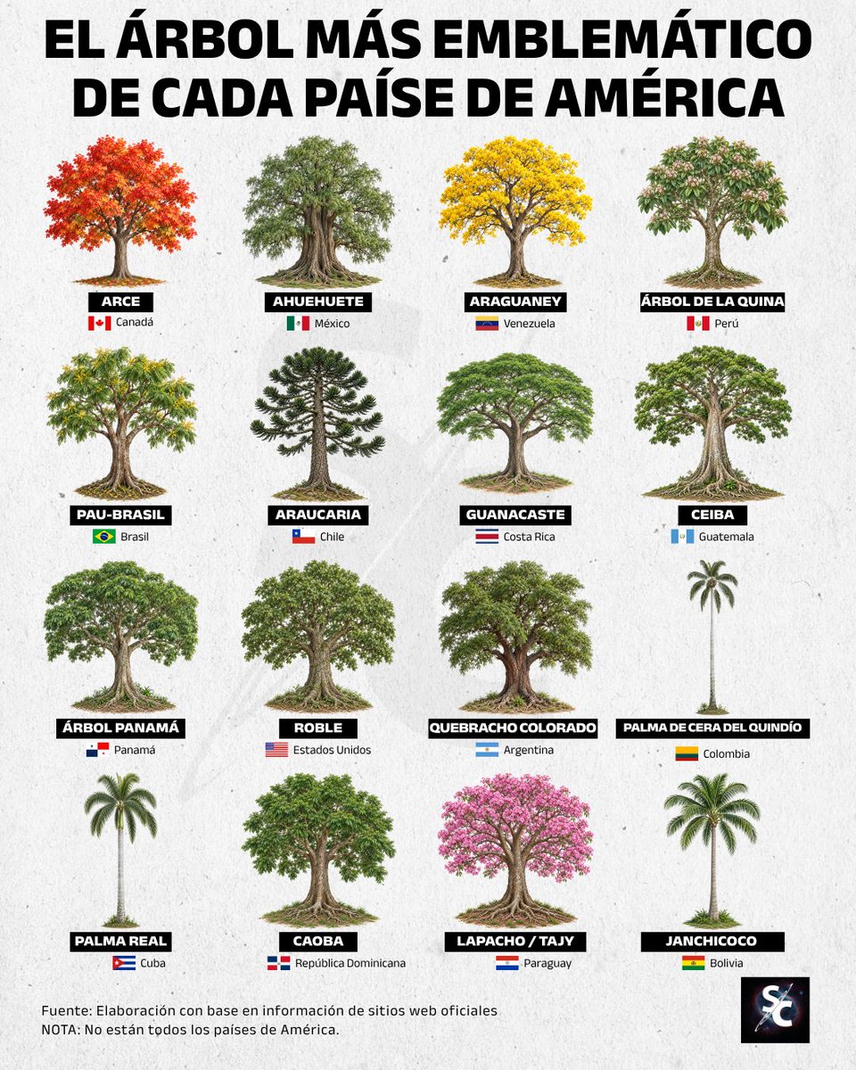 InformaCosmos's tweet photo. Varios países de América han elegido árboles o palmeras como símbolos de su historia, biodiversidad y cultura. Algunos fueron reconocidos oficialmente por ley o decreto, mientras otros aparecen en escudos nacionales o cuentan con un fuerte reconocimiento histórico.

Canadá tiene al arce; México, al ahuehuete; Estados Unidos, al roble; Venezuela, al araguaney; Perú, al árbol de la quina; Brasil, al pau-brasil; Chile, a la araucaria; Costa Rica, al guanacaste; Guatemala, a la ceiba; Panamá, al árbol panamá; Colombia, a la palma de cera del Quindío; Cuba, a la palma real; República Dominicana, a la caoba; Paraguay, al lapacho o tajy; y Argentina reconoce al quebracho colorado chaqueño como árbol forestal nacional.

Algunos tienen una historia especialmente ligada al país. El pau-brasil dio nombre a Brasil; de la quina peruana se obtuvo quinina contra la malaria; la ceiba ocupa un lugar central en la cosmovisión maya; y la araucaria o pehuén tiene gran importancia cultural para el pueblo mapuche.

Bolivia es un caso particular: no posee un árbol nacional establecido por ley. En su Escudo aparece la palmera janchicoco, mientras que la kantuta y el patujú son sus flores nacionales. El molle, por su parte, fue declarado símbolo de los valles interandinos.