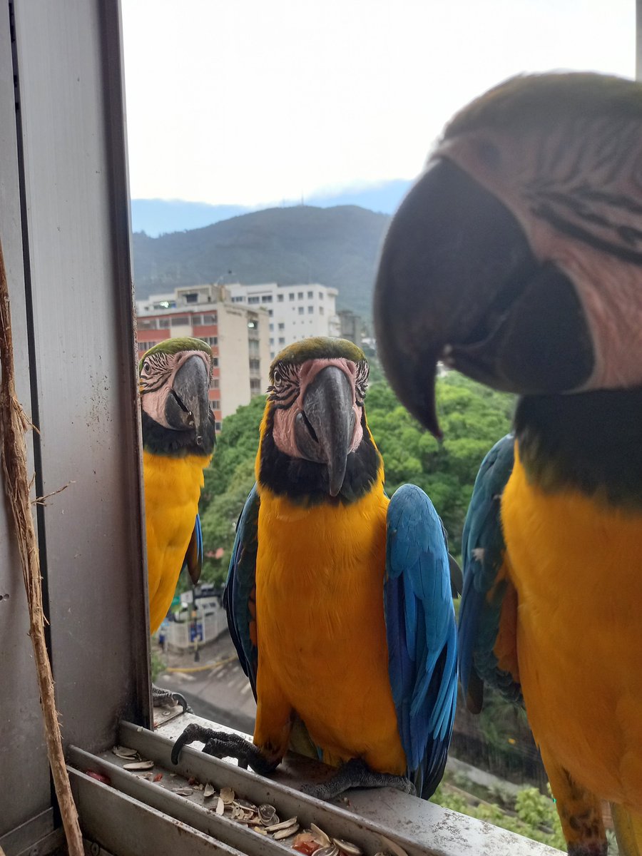 karelisjvc's tweet photo. 🪶Deciden sumarse...🥰
🦜Belleza
🦜Reina y Jackson
📸
1: En medio de dos trillizas, la belleza
2: Reina
3: Jackson
⤵️ 5
#macaw #24Sep #landscape #love #photo #photography #style #pics #pictures #photographie #animalLovers #fotos https://t.co/ESs2uATrkV