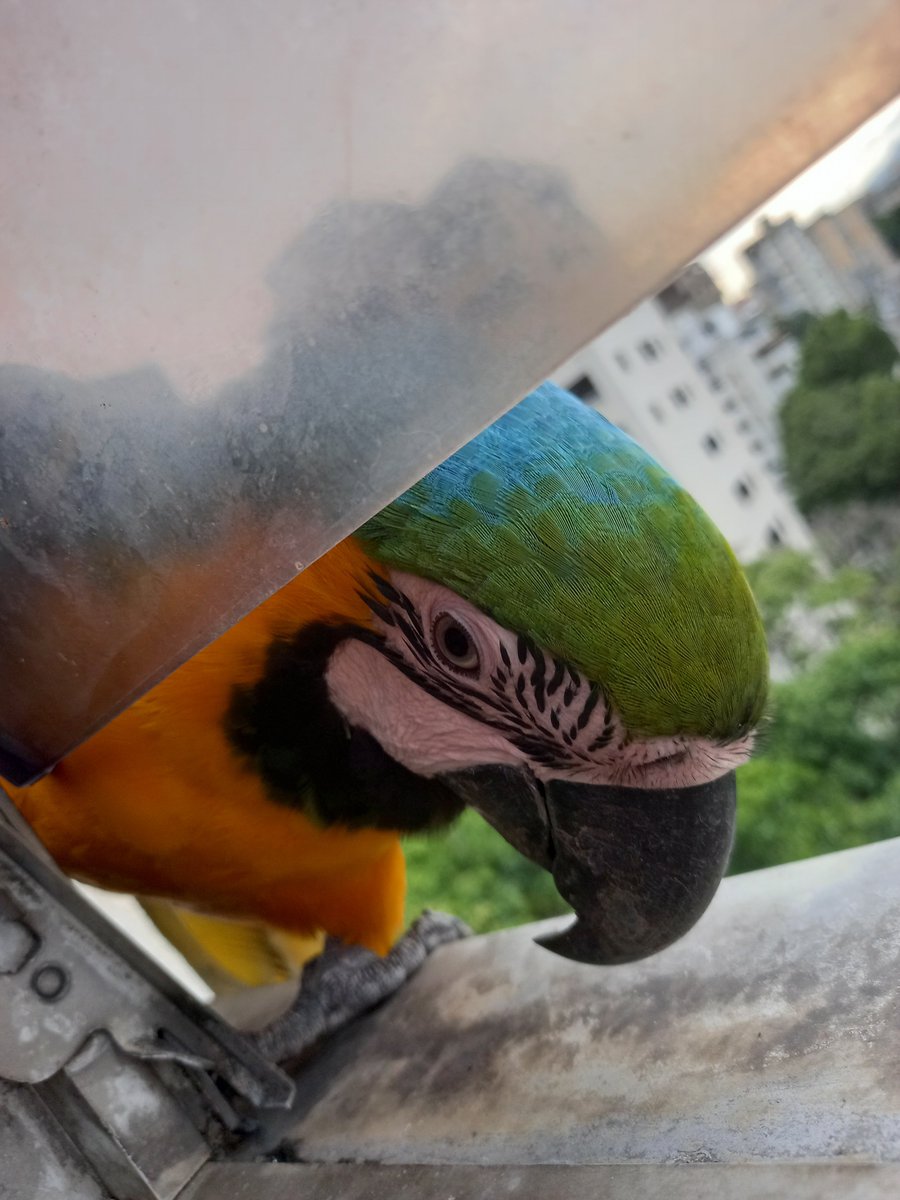 karelisjvc's tweet photo. 🪶Deciden sumarse...🥰
🦜Belleza
🦜Reina y Jackson
📸
1: En medio de dos trillizas, la belleza
2: Reina
3: Jackson
⤵️ 5
#macaw #24Sep #landscape #love #photo #photography #style #pics #pictures #photographie #animalLovers #fotos https://t.co/ESs2uATrkV