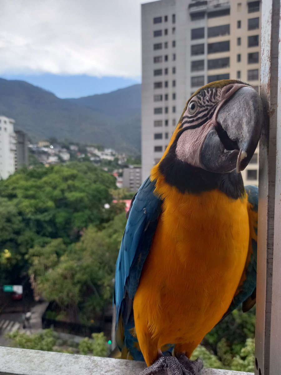 karelisjvc's tweet photo. 🪶Deciden sumarse...🥰
🦜Belleza
🦜Reina y Jackson
📸
1: En medio de dos trillizas, la belleza
2: Reina
3: Jackson
⤵️ 5
#macaw #24Sep #landscape #love #photo #photography #style #pics #pictures #photographie #animalLovers #fotos https://t.co/ESs2uATrkV