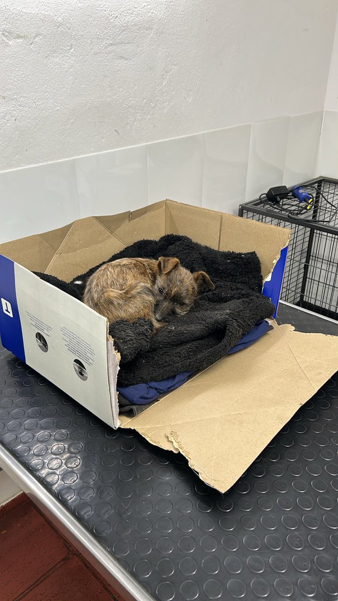 redbicheraof's tweet photo. sarna, parásitos, anemia y desnutrición.
Recién estamos empezando y va a necesitar mucho. 🥺💔
¿Nos ayudan con Sole? 
👇🏻 Te compartimos el enlace
https://t.co/i8tMucdpdg
📲MI DINERO-7145886 Ruiz
📲 BR0U 000882841 00002  Ruiz https://t.co/gkpLHqBA2Q