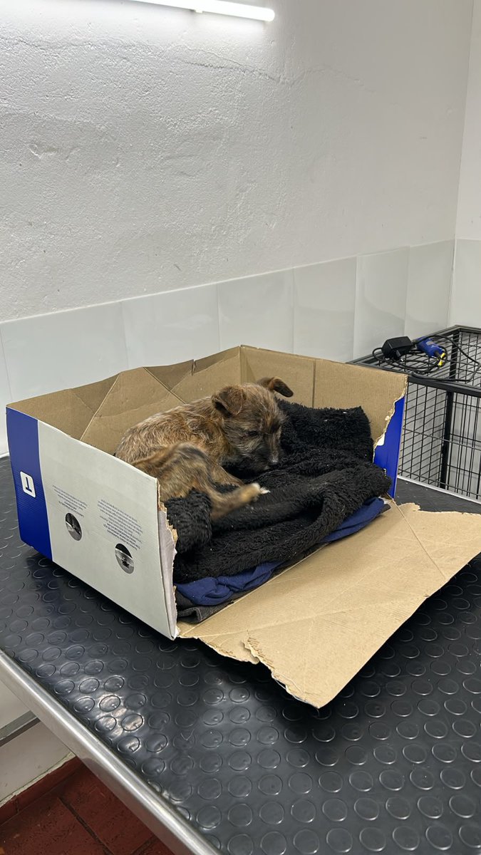 redbicheraof's tweet photo. sarna, parásitos, anemia y desnutrición.
Recién estamos empezando y va a necesitar mucho. 🥺💔
¿Nos ayudan con Sole? 
👇🏻 Te compartimos el enlace
https://t.co/i8tMucdpdg
📲MI DINERO-7145886 Ruiz
📲 BR0U 000882841 00002  Ruiz https://t.co/gkpLHqBA2Q
