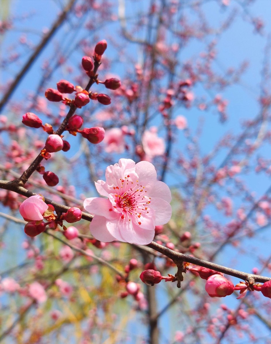 MatchaGrTe's tweet photo. Even in the most intricate, 臃合 moments of life, when a雀牙 gleam cuts through the dim, 灼 warm hope blooms like a quiet miracle. https://t.co/smk4rgCn8c