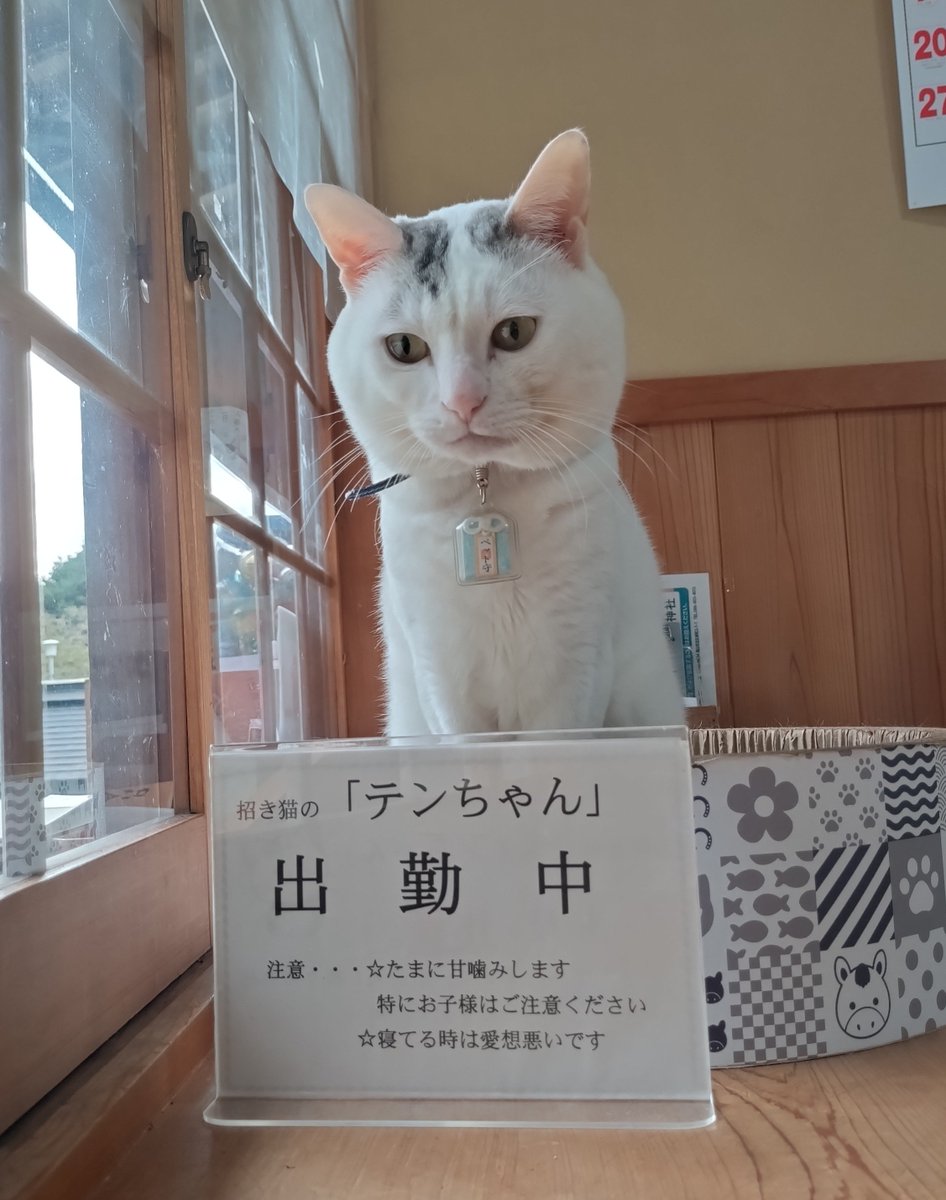 kiyama_jinjya's tweet photo. テンちゃん出勤

出勤早々 カマキリに戦いを挑むも、一瞬で逃げられ呆然 https://t.co/M2ymaVkiqY