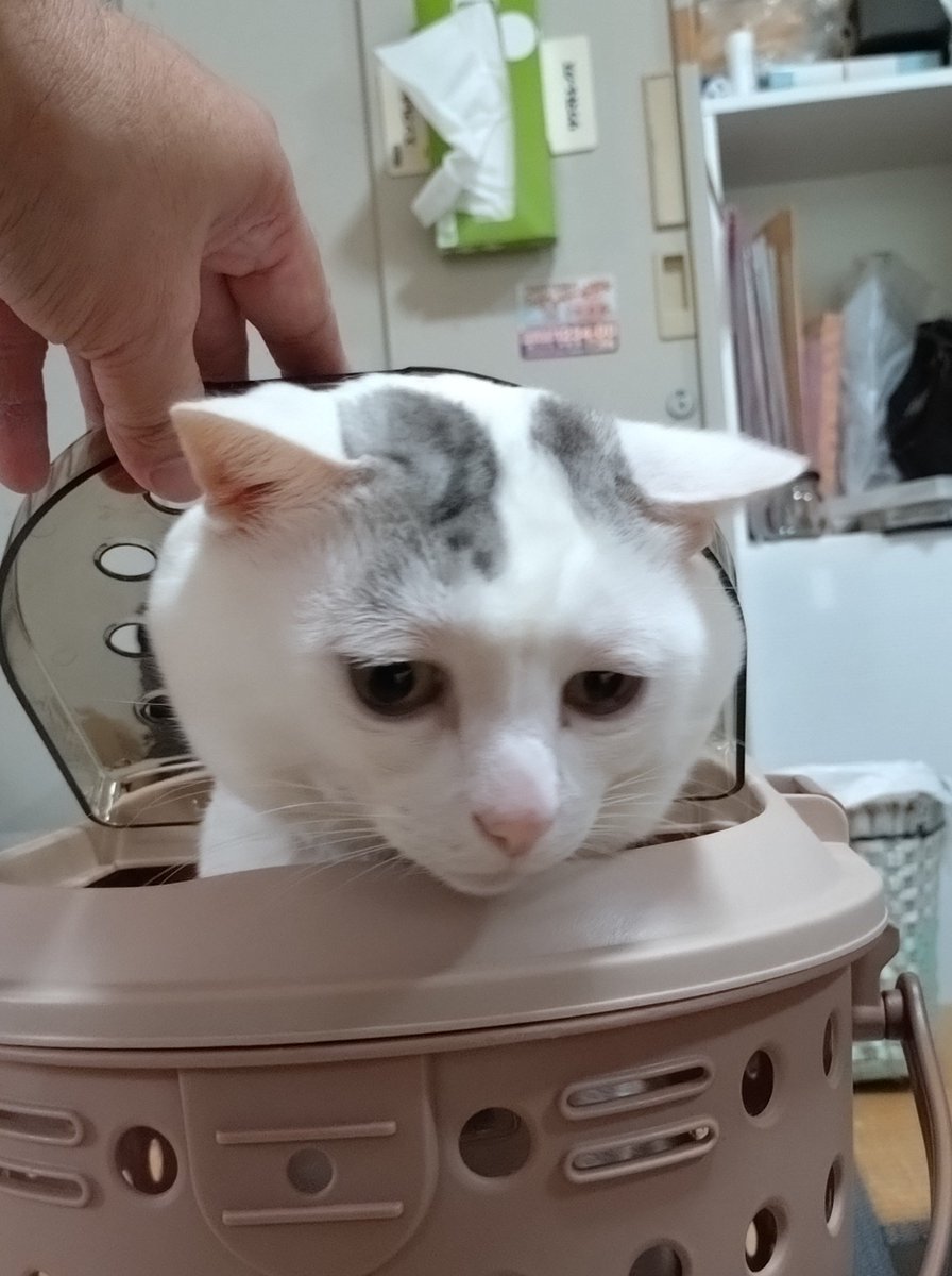 kiyama_jinjya's tweet photo. テンちゃん出勤

出勤早々 カマキリに戦いを挑むも、一瞬で逃げられ呆然 https://t.co/M2ymaVkiqY
