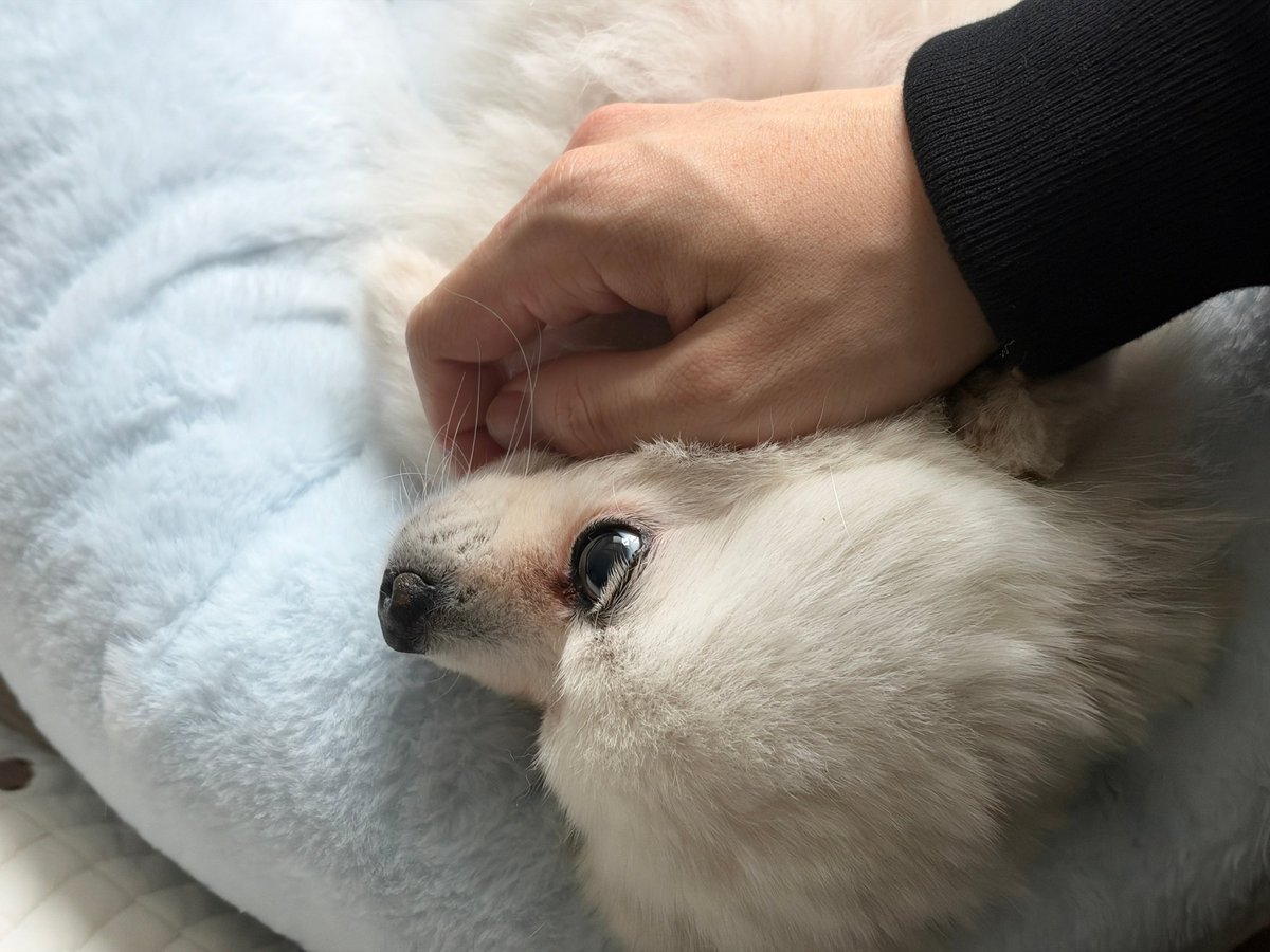 hamtext's tweet photo. 260925 🐹💬

- 📸
“bori morning” https://t.co/hEcqpSzLjY