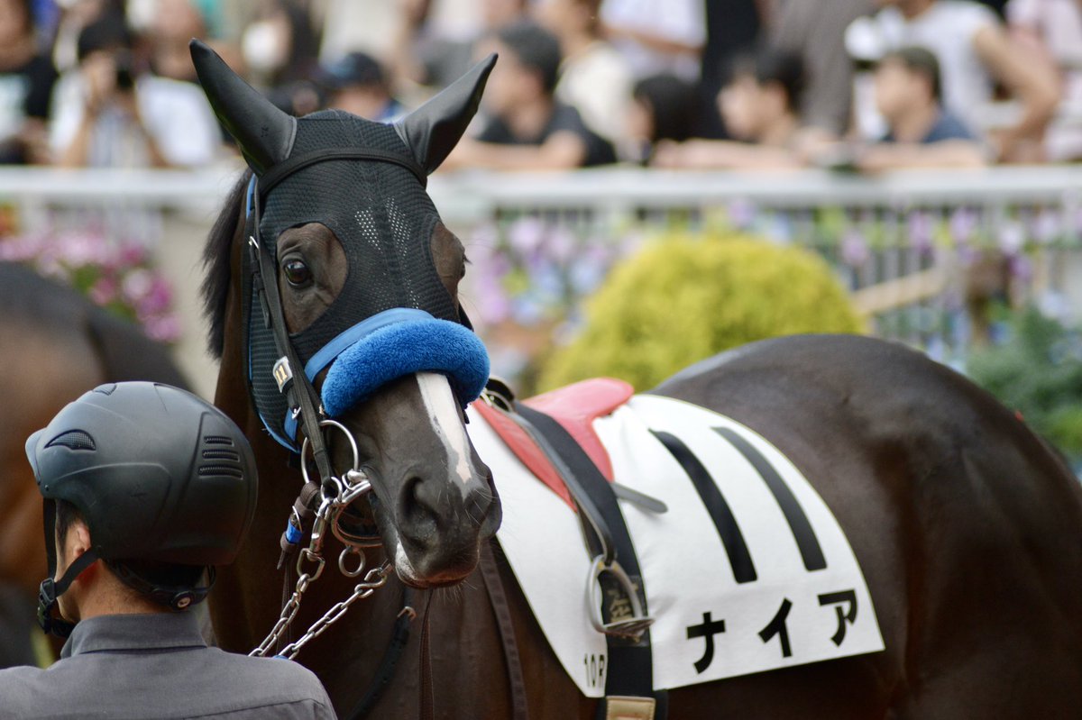 shelliemaxxna's tweet photo. 今日は元出資馬ナイアの笠松競馬場デビュー。まだレース2線目だけど、怪我なく無事ゴールを全力応援します💪✨パドック遠いみたいだから近くで可愛いナイア見れないのが悲しい🥲 https://t.co/FIl15Sj7A8