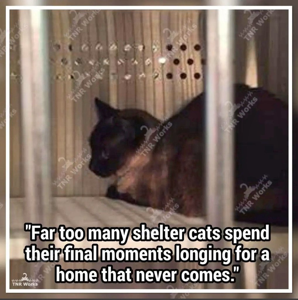 MeowMiya88's tweet photo. https://t.co/WOJuTESDVm