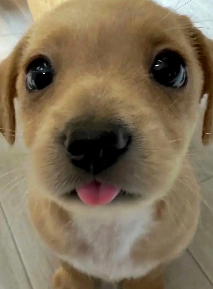 everythingdogss's tweet photo. https://t.co/j2Vzrykdky