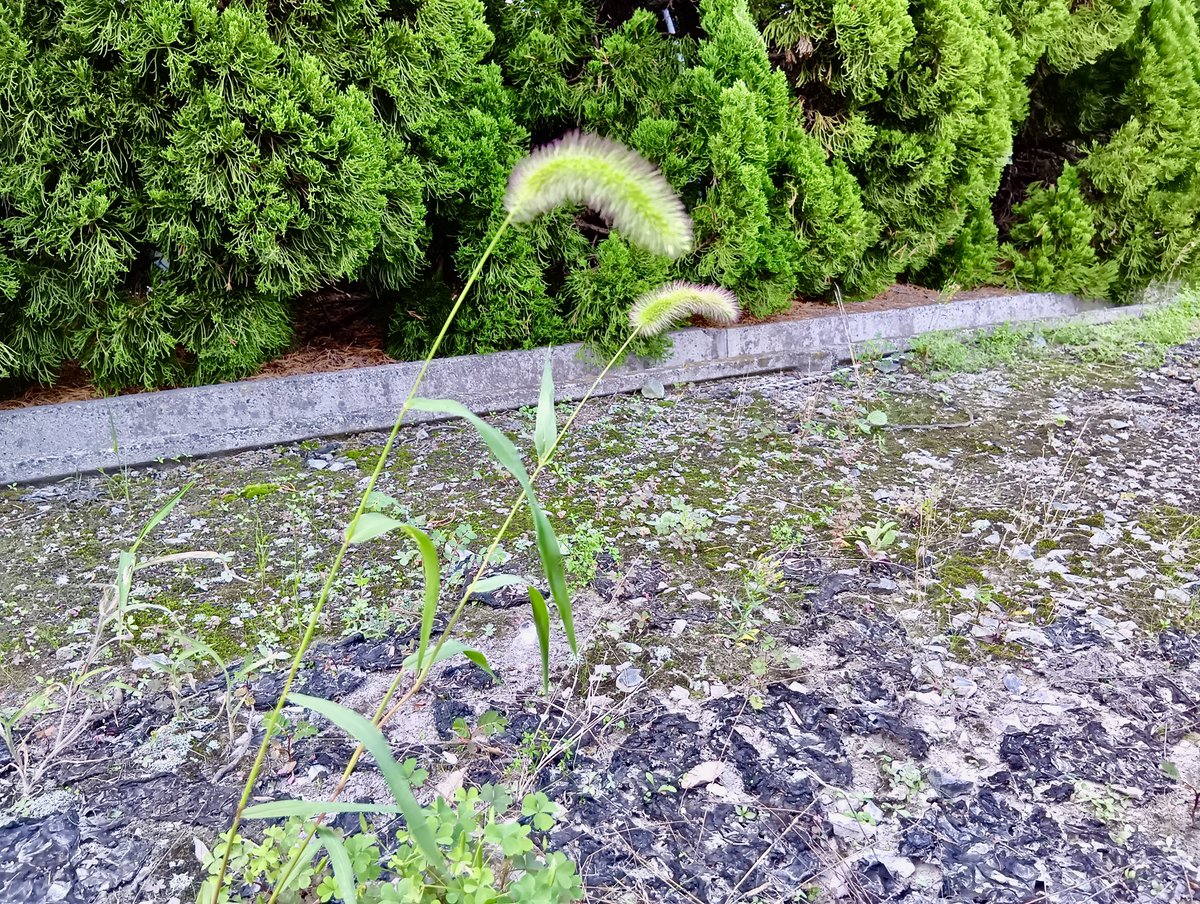 kohbunkan's tweet photo. おはようございます☀

今朝、会社の駐車場でねこじゃらしを発見👀
ようやく秋っぽくなってきました🍂
体調を崩しやすい時期ともなってきたので体調管理も忘れずに頑張りましょう☺️

#企業公式が朝の挨拶を言い合う
#企業公式相互フォロー https://t.co/NzvzLYYJDQ