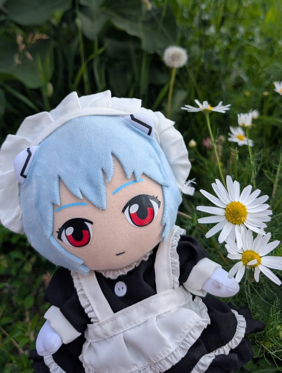 ayanamiplushhh's tweet photo. Rei Ayanami and daisies 

#reiayanamiplush #reiayanami https://t.co/nfLr3NKUeo
