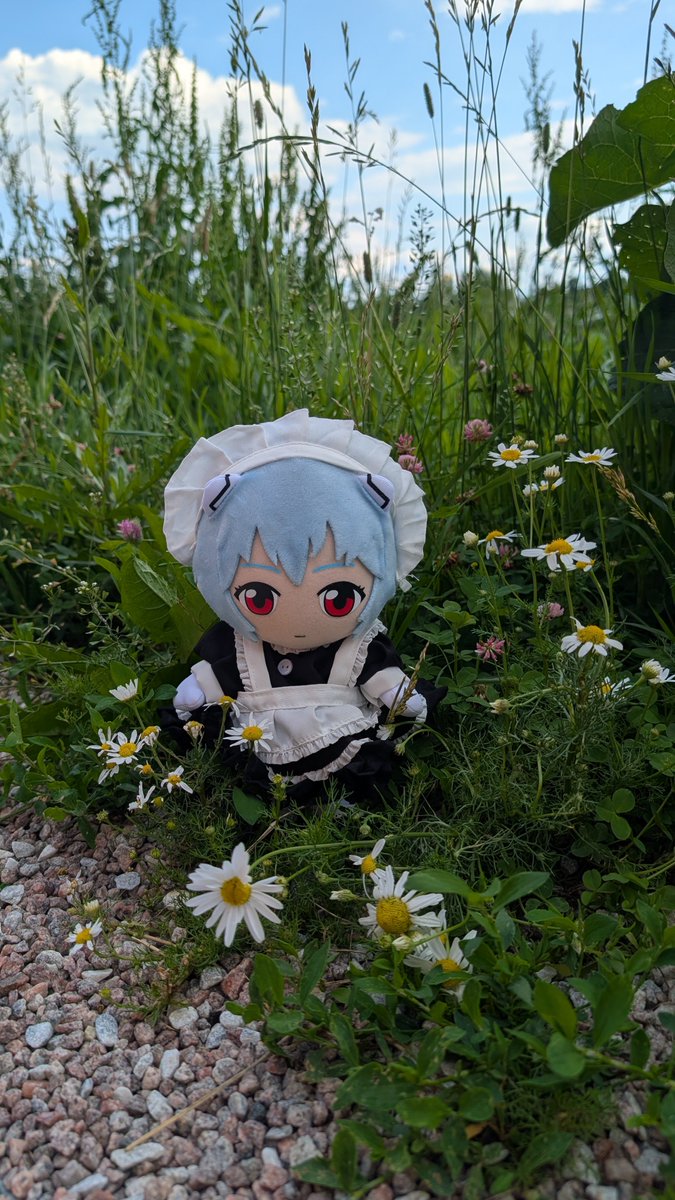 ayanamiplushhh's tweet photo. Rei Ayanami and daisies 

#reiayanamiplush #reiayanami https://t.co/nfLr3NKUeo