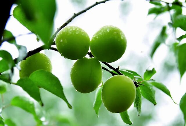 yyyyuf1a111's tweet photo. The plum branch tip touches the rippling water by the street vendor, a quiet spring scene.， https://t.co/RFipT6zTC6