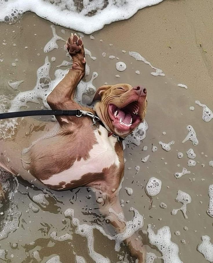 puppiesDoglover tweet picture