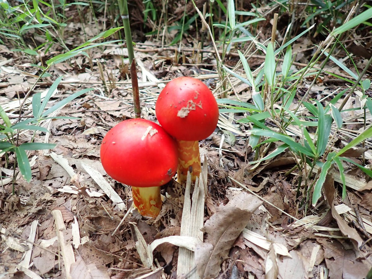 ParksNaganuma's tweet photo. 🍄10月25日(日)に長沼公園きのこ観察会🍄を開催します。
長沼公園を歩きながらたくさんのきのこを観察しませんか？講師による解説もあります！ご応募はお早めに！
詳細はポスターをご覧ください。

ご応募はこちら↓
https://t.co/bS7yDzJZ39

＃きのこ　＃菌類　＃観察 https://t.co/2r2WIqFICi