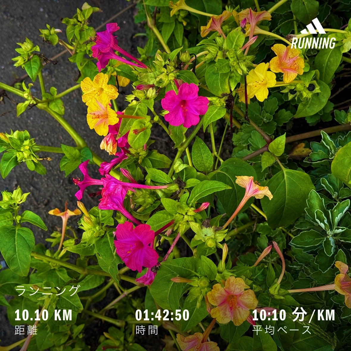 Motakn7's tweet photo. 今日の朝ラン。
ゆるりと走ってきました。

Morning run today. 
I went for an easy jog.

#朝ラン #ランニング #running https://t.co/Ln16BpsbS7