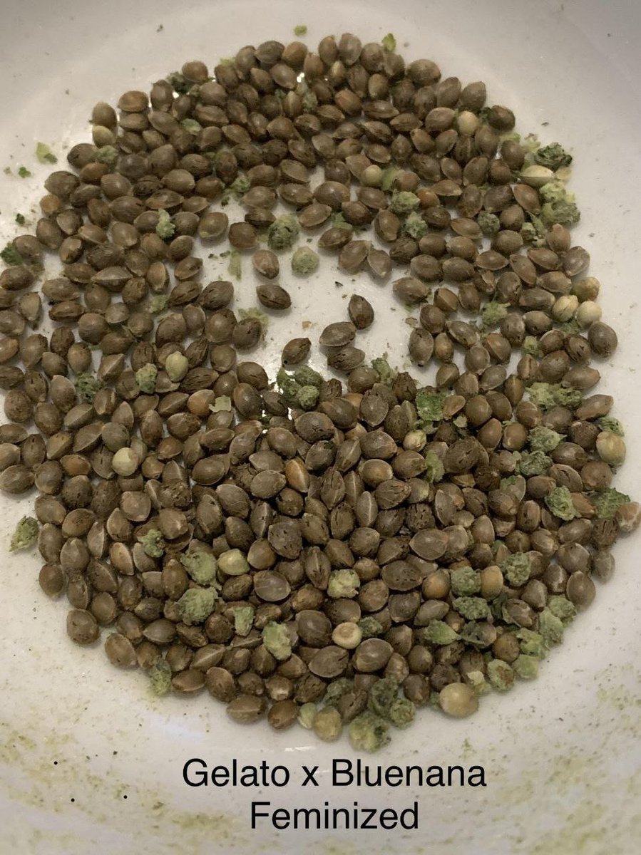 makesitland's tweet photo. @SeedsmanSeeds https://t.co/8URGfytpIF
