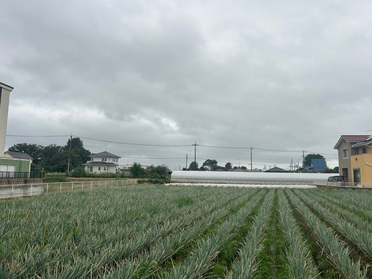 tsukaharafarm's tweet photo. 地味に見える毎日の積み重ねが、おいしさをつくります。

土の様子、葉の色、伸び方。
今日もねぎの小さな変化を確か��ています。

続きも畑から届けます。

#塚原農場 #深谷ねぎ #農家の日常 https://t.co/3oSSl7sufw