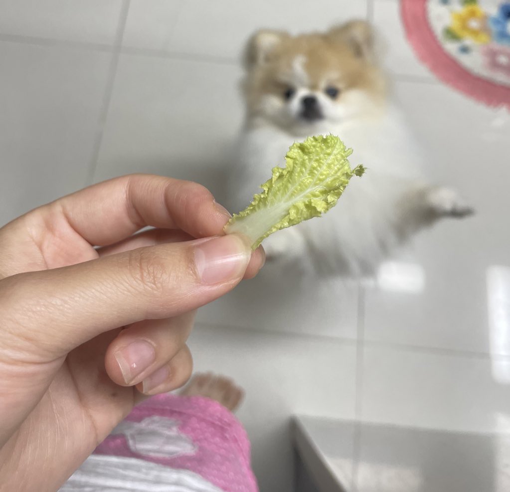 S2hodola's tweet photo. 배추돌라 https://t.co/gSU3K2vD4g