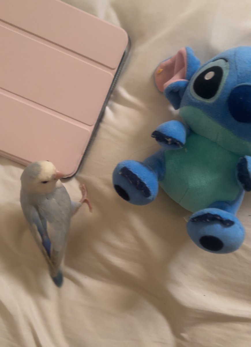 cmpliii's tweet photo. Me and my bird against the world https://t.co/RAD4lrgkUx