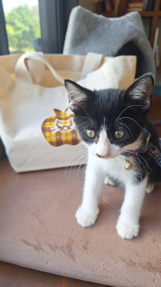 memomi20222's tweet photo. リアルちびねこスタッフ加入しました🐈️ https://t.co/regikGB37l