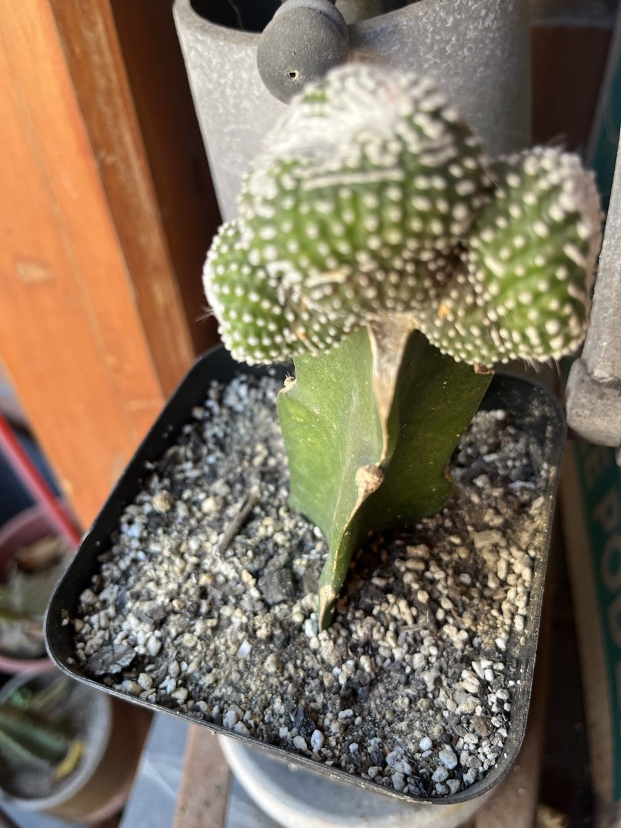 natho47's tweet photo. Injerto de cactus https://t.co/ucwxYbsWzS