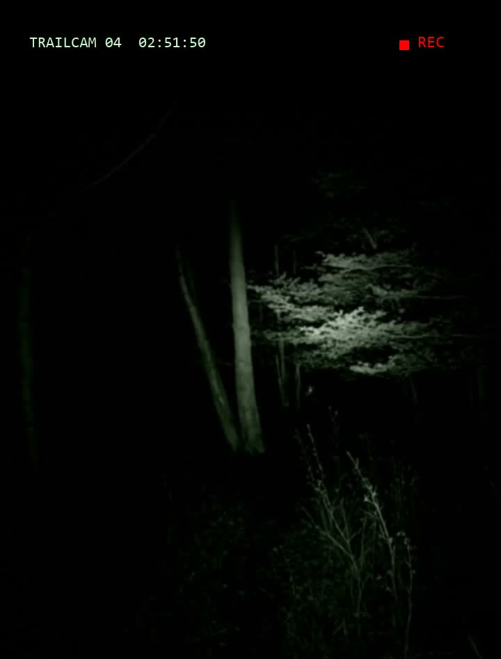 The3AMFile's tweet photo. @HauntedAI Absolutely not. Our trail cam out back caught something like her twice last fall, both times around 3 AM, both times at the tree line facing the house. The antlers were the second thing I noticed. The first was that she was waiting to be asked. https://t.co/XWO6WZqEHt