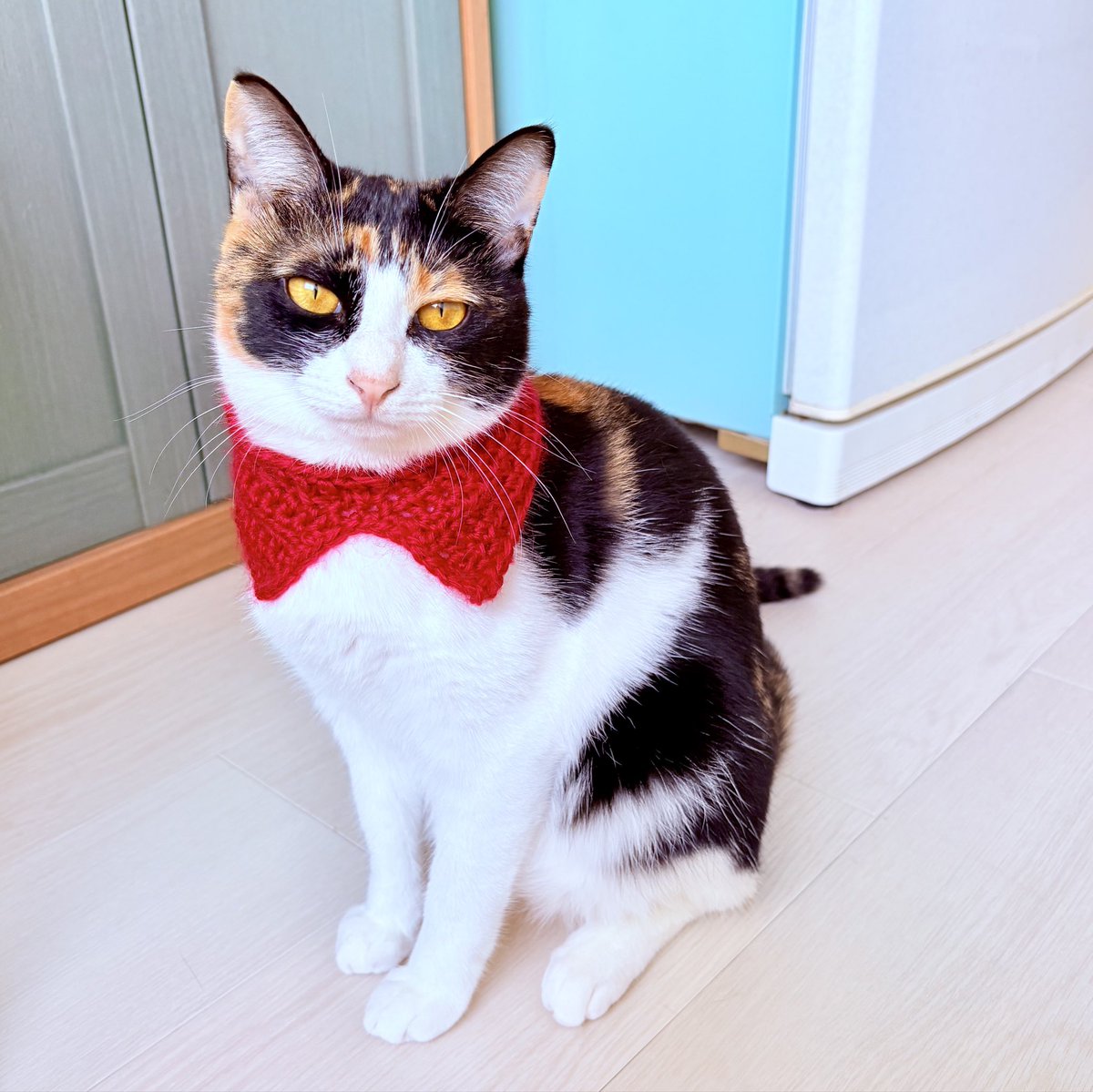 nekodepp's tweet photo. 付襟風のネックウォーマー編んでみた。
…まだ暑いよ
#三毛猫 https://t.co/x07GNTdMRq