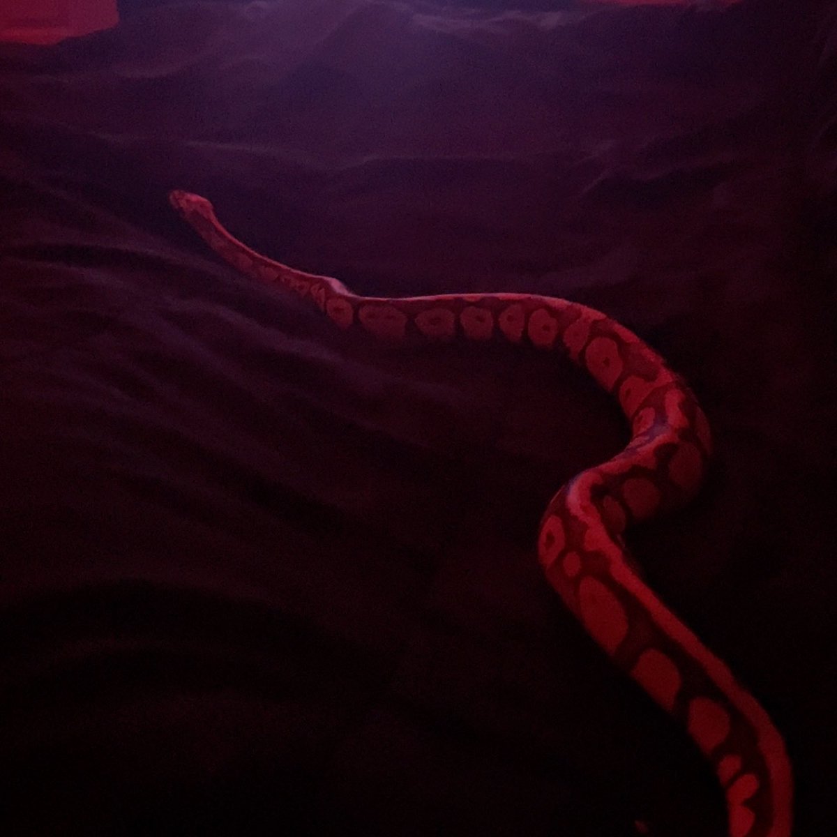 Dude27Snake's tweet photo. #yn #teen #teenage #dreadhead #snakes #smoke https://t.co/3cAosByMvp