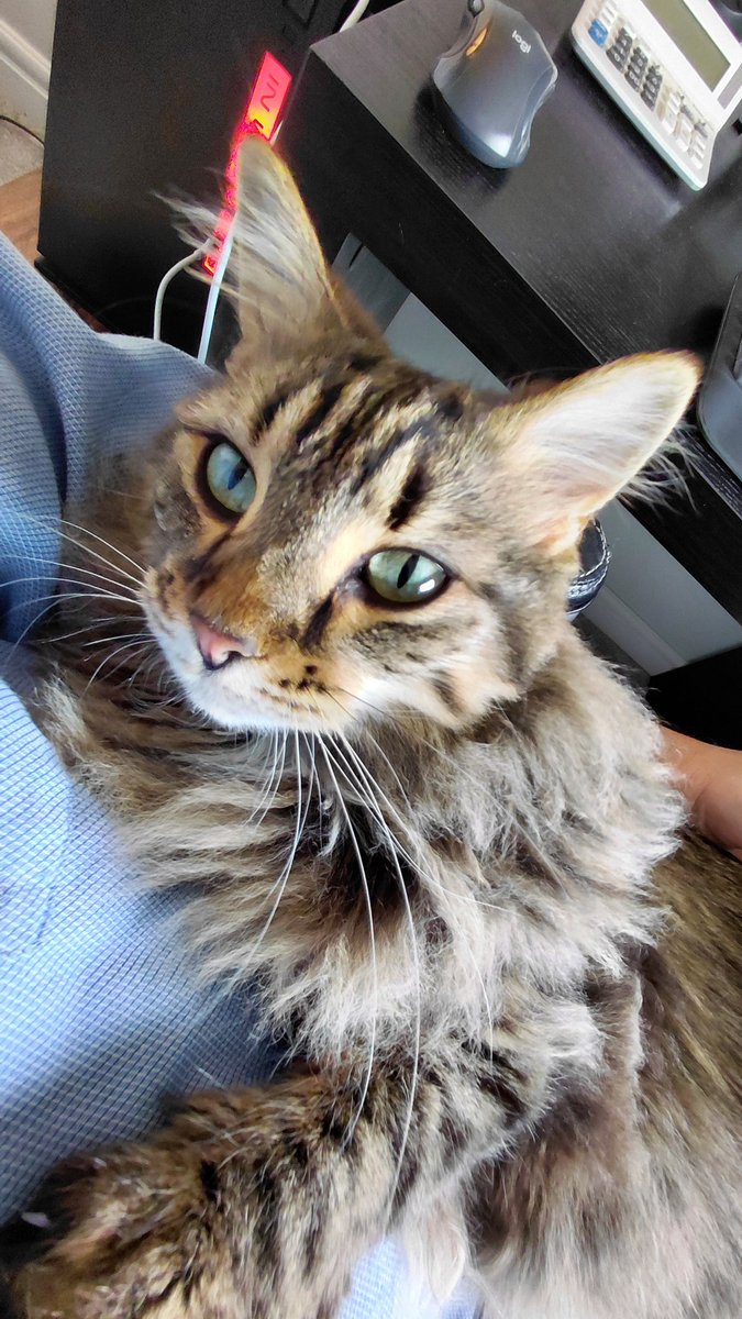 Graymeeguts's tweet photo. @Maria_Key We have a Tabby who was the runt of her litter. 3 years old now and still just 6.5 lbs - tiny!

Most affectionate cat I have ever seen. https://t.co/nIwX5uW4A9