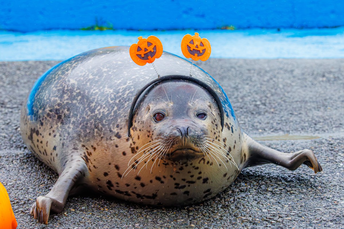 Rice_moon0305's tweet photo. #東武動物公園 
#ゴマフアザラシ 
#1日1もちもち https://t.co/UKsaWpJRjV