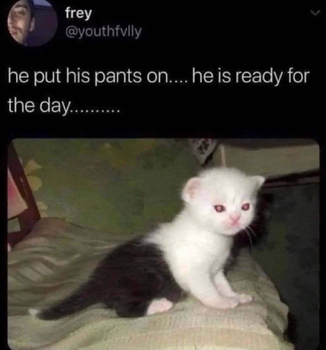 PunchingCat's tweet photo. https://t.co/ZwFPqWXI0s