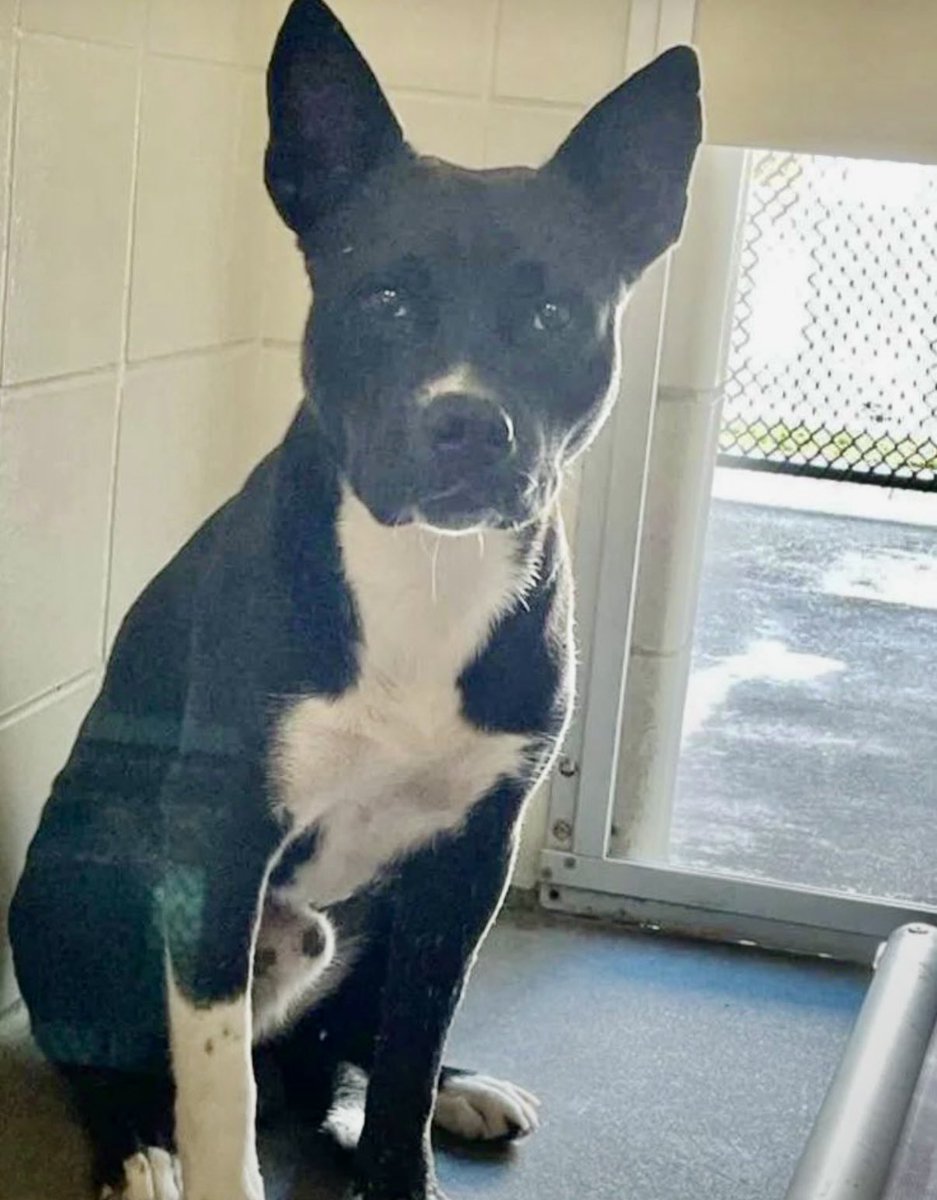 LeporidaeCheryl's tweet photo. UNSEEN & UNLOVED‼️

No one SEES him. 

He's 🔥FRANTIC🔥‼️

If Teeny Terrier, JUMPER #A390246 could magically VAULT over those high Shelter walls, you KNOW he'd DO it!!!

He's ENTOMBED in a Prison from which he CAN'T Escape. 😭😭😭

He's only 1️⃣9️⃣ mo &  is already being killed ☠️🩼, along with 🔟 other dogs at #CorpusChristiACS TOMORROW 🚨🚨

So few even know he EXISTS. 

Please help this sweet angel. 

We're TRYING to save his sweet life, but 
he's getting PRECIOUS LITTLE exposure! 

Can you help him, Please⁉️

Please Pledge, Foster, or ADOPT.