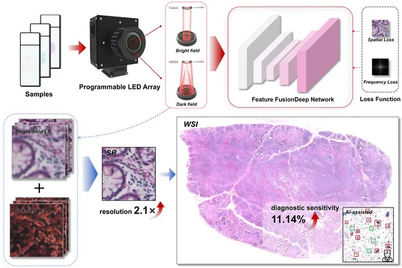 OptoElectronAdv's tweet photo. #OEA_highlight Learning from hybrid bright-dark field imaging for resolution-enhanced digital pathology https://t.co/GRQriPU4Jo... by Prof. @Surpass_Zuo  #resolution #enhancement #bright_dark_field #imaging #deep_learning #digital #pathology https://t.co/bzlFeL5Wo3
