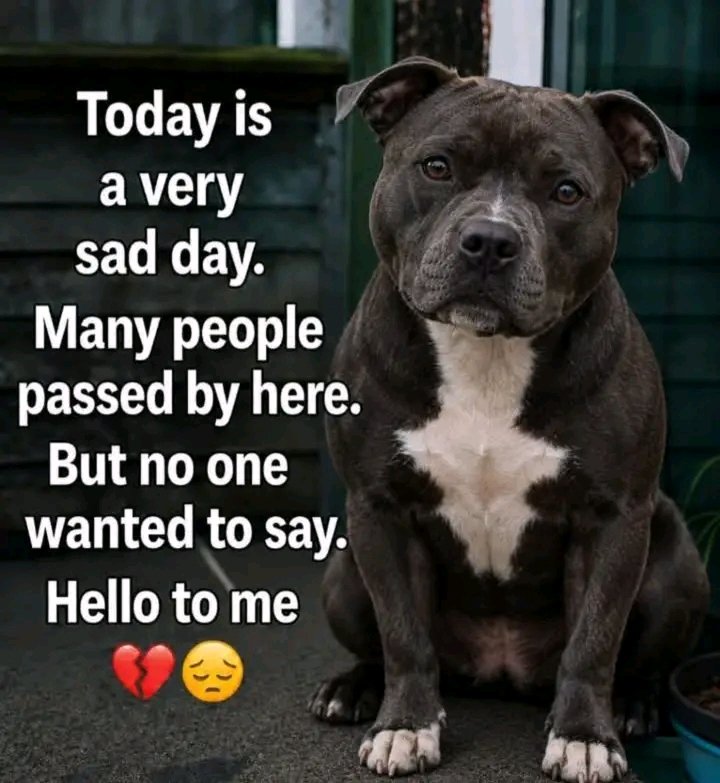PawShield_'s tweet photo. https://t.co/d3q3D4zUJX https://t.co/1EIcevzV2J