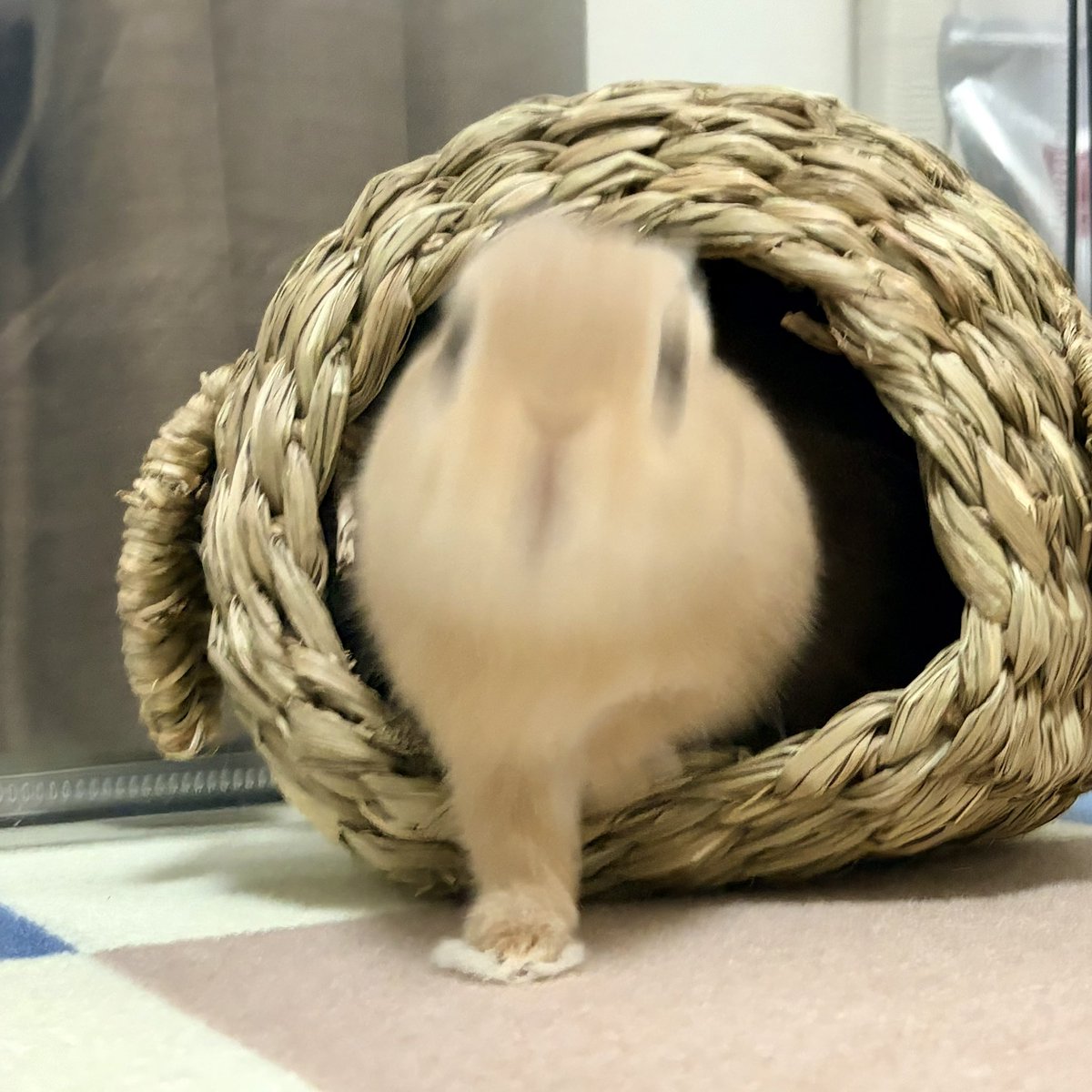 fry_spectacle's tweet photo. ｳﾋｮｰ https://t.co/kWvQEHZid5