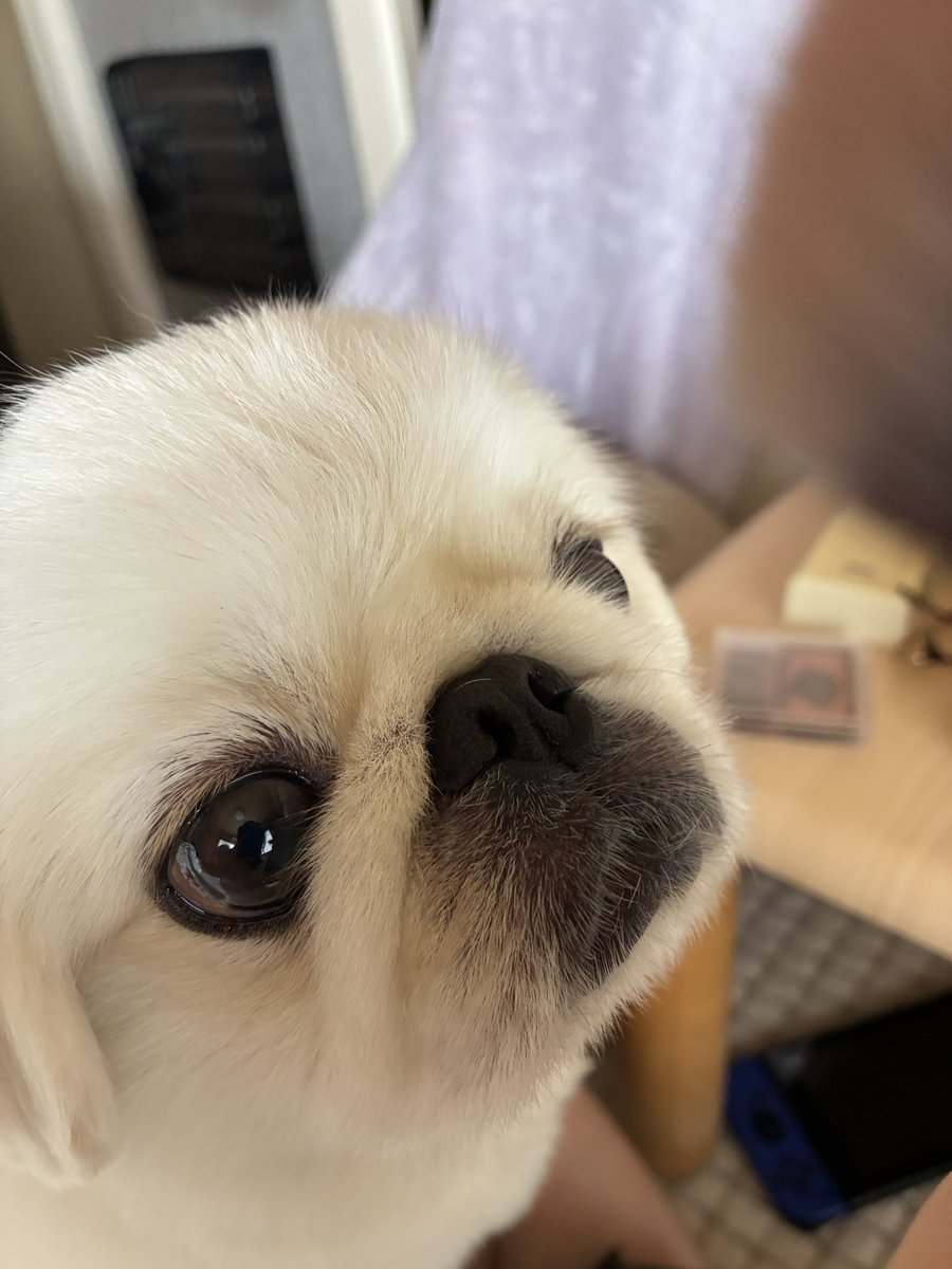 pochimarusuisan's tweet photo. メイク中ずっとこんな感じ
チーク塗ったろかホンマ https://t.co/dkBuPnCA17