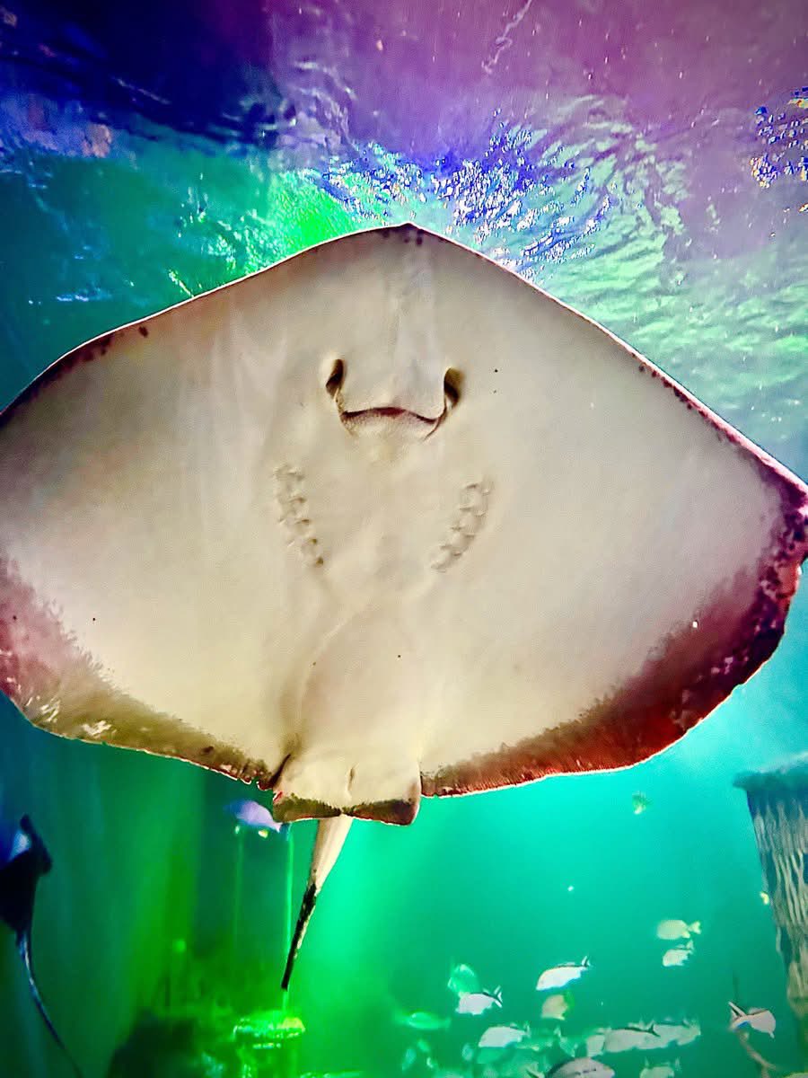 Liveonyourown_P's tweet photo. Tyler, the stingray 💚 https://t.co/cevSHsk2kS