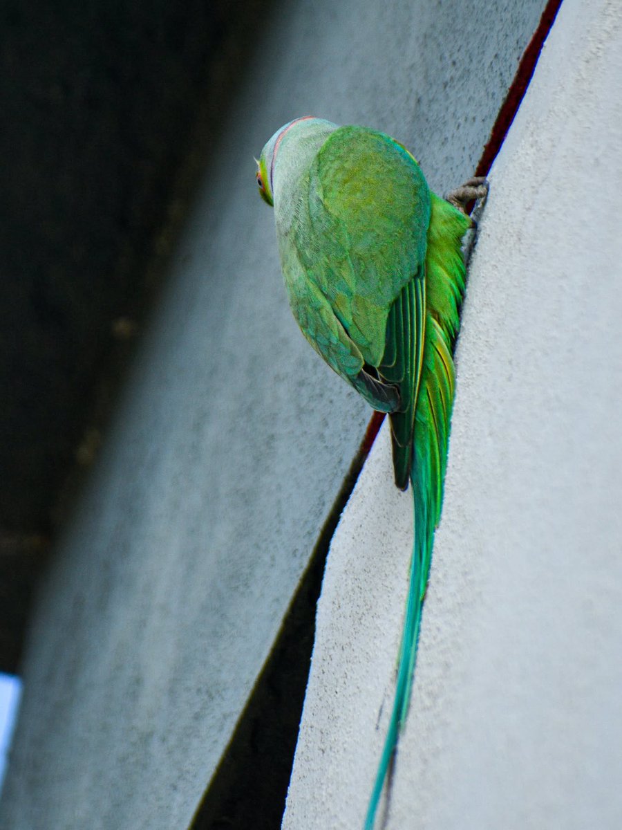 BonniePollfa's tweet photo. In frame. Nikon D5600 with 18–140. https://t.co/uaCesrjDf2