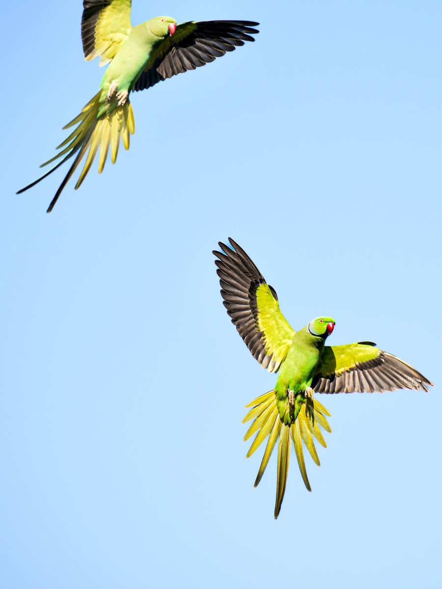 BonniePollfa's tweet photo. In frame. Nikon D5600 with 18–140. https://t.co/uaCesrjDf2