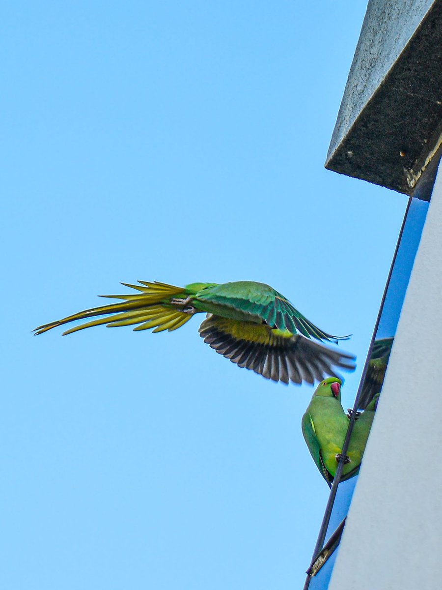 BonniePollfa's tweet photo. In frame. Nikon D5600 with 18–140. https://t.co/uaCesrjDf2