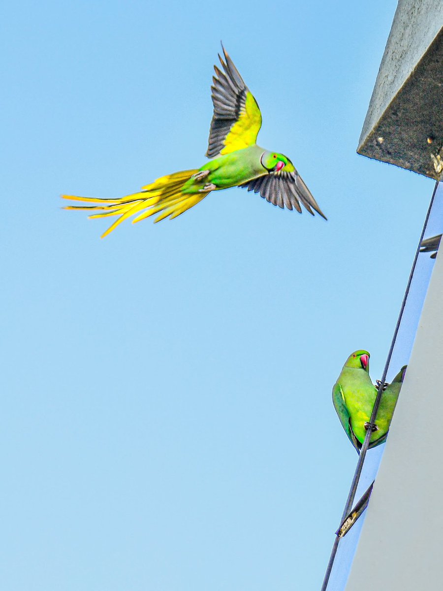 BonniePollfa's tweet photo. In frame. Nikon D5600 with 18–140. https://t.co/uaCesrjDf2