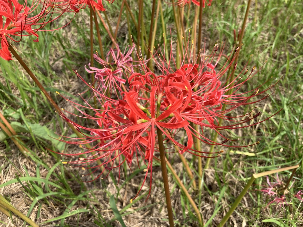 Erica_in_Abyss's tweet photo. 📍矢勝川堤
2026/9/25 https://t.co/L95wY9Fhto