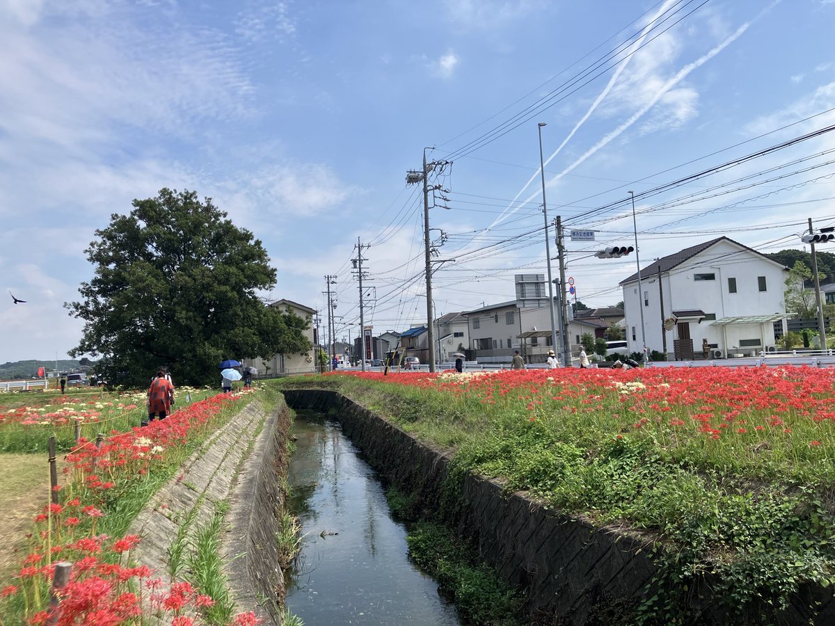 Erica_in_Abyss's tweet photo. 📍矢勝川堤
2026/9/25 https://t.co/L95wY9Fhto