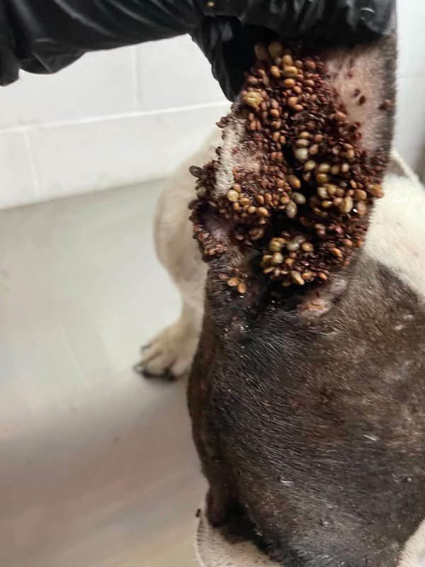_taysmyoxygen1d's tweet photo. BETTY BOOP was found wandering alone in South TX, with 100°F💔

Painfully thin. Gums were nearly white. Thousands of ticks embedded in her skin &amp; packed inside her ears😭.

HW, Ehrlichia &amp; Anaplasma +. Severely anemic 😱

Please donate to Dallas DogRRR https://t.co/zgXxcsqf55 https://t.co/F8yDM0ZMzz