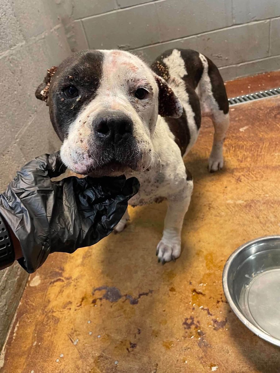 _taysmyoxygen1d's tweet photo. BETTY BOOP was found wandering alone in South TX, with 100°F💔

Painfully thin. Gums were nearly white. Thousands of ticks embedded in her skin &amp; packed inside her ears😭.

HW, Ehrlichia &amp; Anaplasma +. Severely anemic 😱

Please donate to Dallas DogRRR https://t.co/zgXxcsqf55 https://t.co/F8yDM0ZMzz